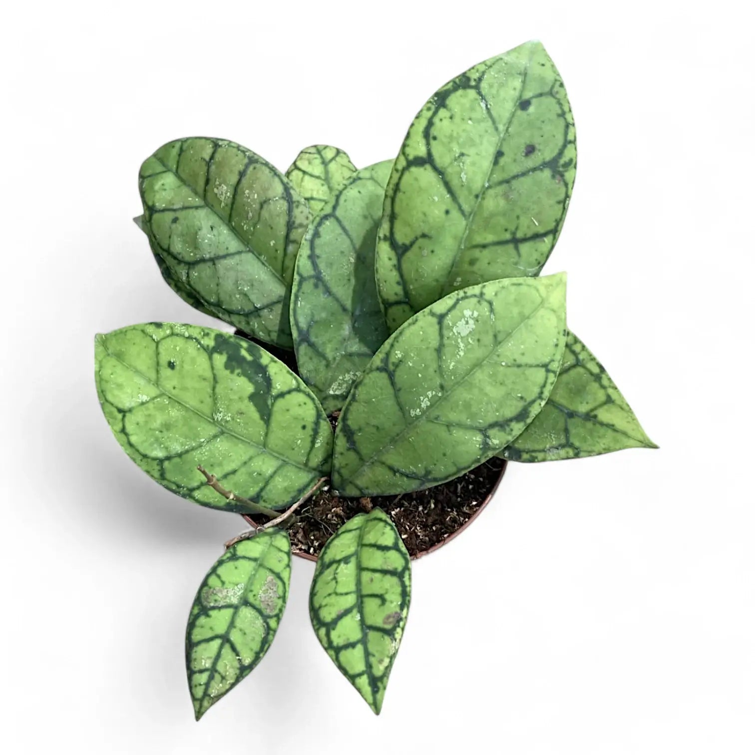 Hoya callistophylla – Zimmerpflanze im Kulturtopf auf weißem Hintergrund, Produktfoto 3.