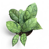 Hoya callistophylla – Zimmerpflanze im Kulturtopf auf weißem Hintergrund, Produktfoto 3.