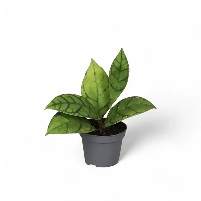 Hoya callistophylla potted plant in nursery pot on white background.