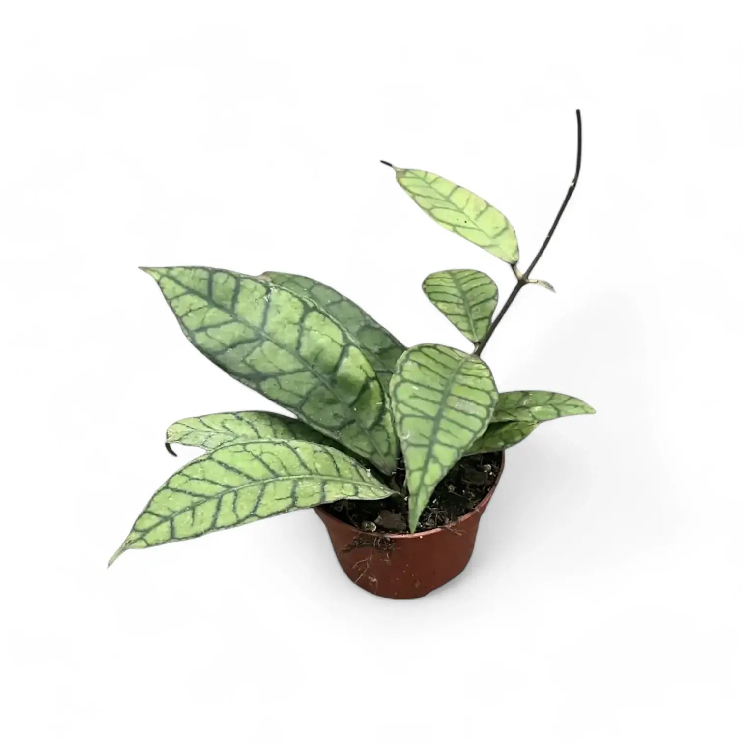 Hoya callistophylla – Zimmerpflanze im Kulturtopf auf weißem Hintergrund, Produktfoto 7.