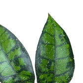 Hoya callistophylla 'Black cat' (IML 3576) leaf close-up on white background.