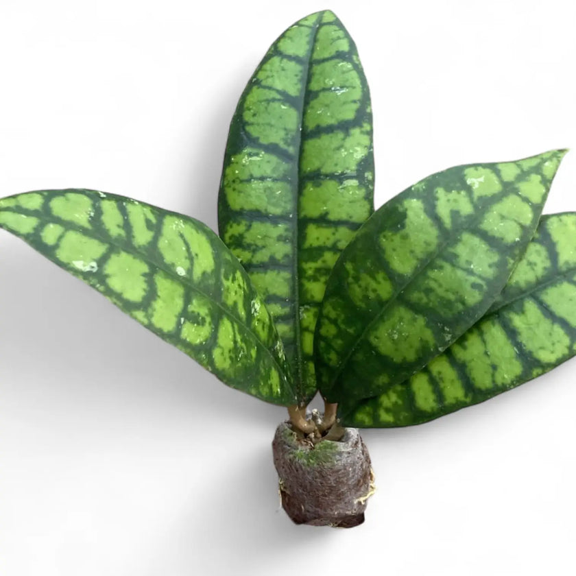 Hoya callistophylla 'Black cat' (IML 3576) potted plant in nursery pot on white background.