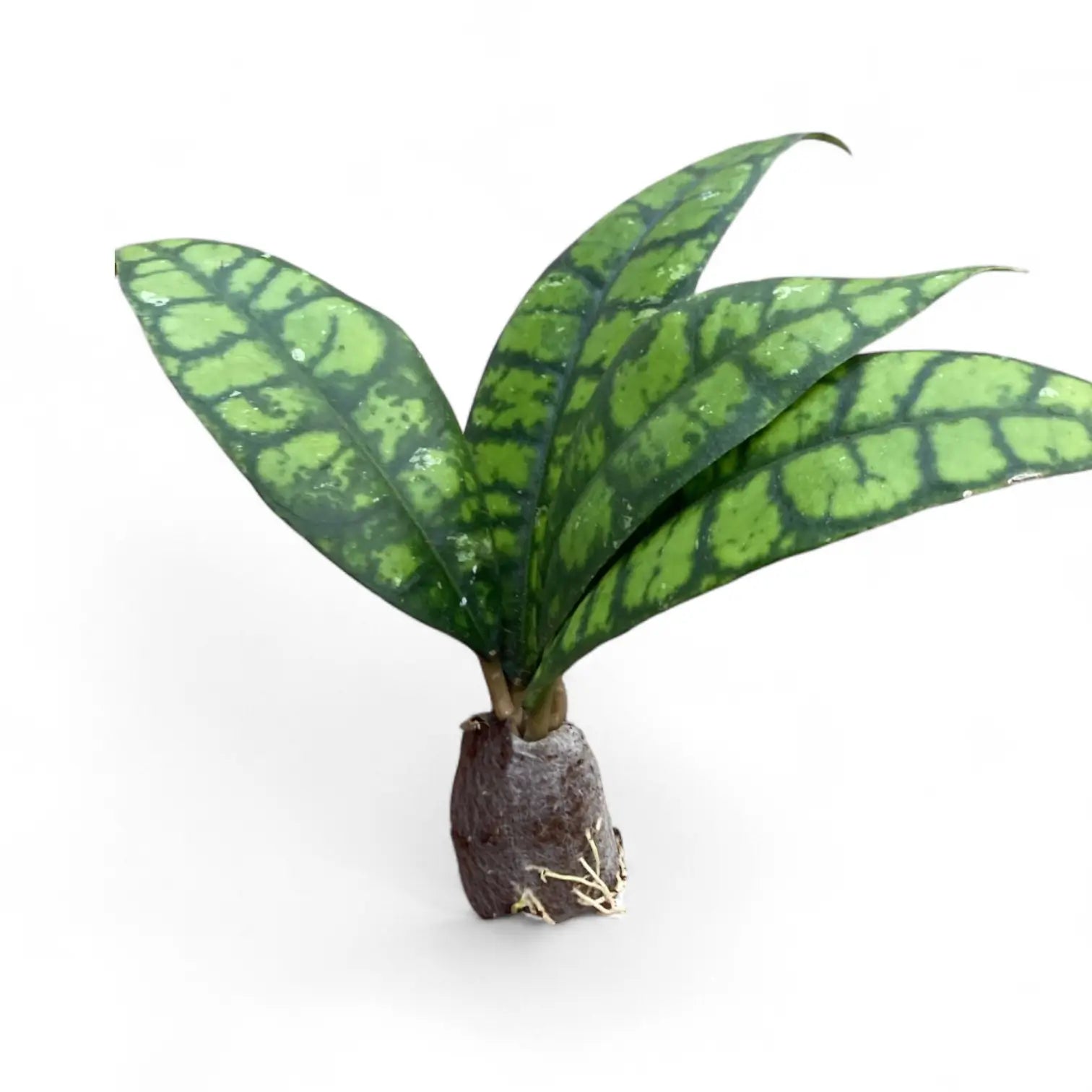 Hoya callistophylla 'Black cat' (IML 3576) potted plant in nursery pot on white background.