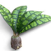 Hoya callistophylla 'Black cat' (IML 3576) potted plant in nursery pot on white background.