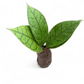 Hoya callistophylla KAL 16 potted plant in nursery pot on white background.