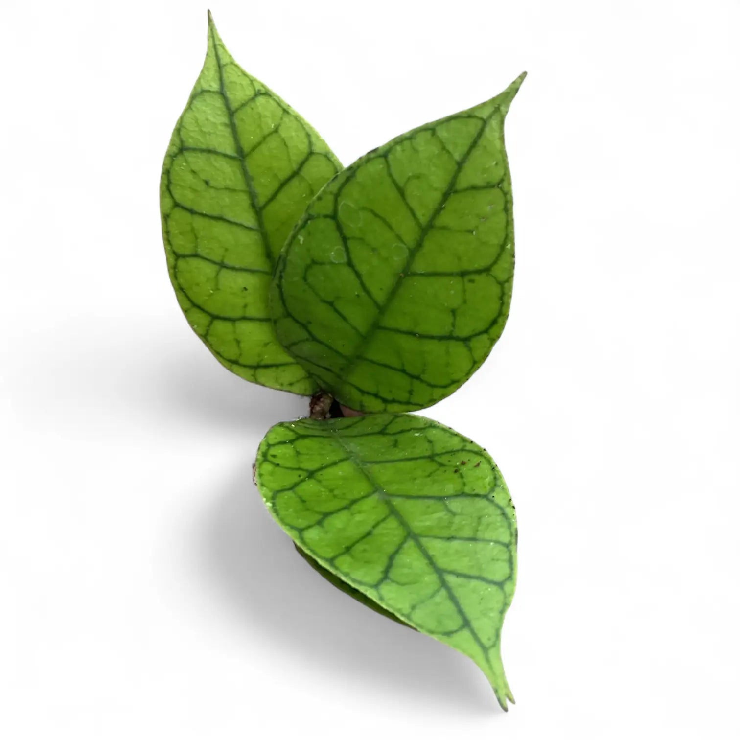 Hoya callistophylla KAL 16 potted plant in nursery pot on white background.