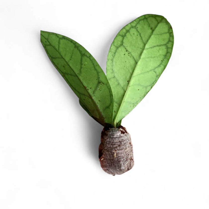 Hoya callistophylla 'Vena' (aka sp. Sekadau Borneo) potted plant in nursery pot on white background.
