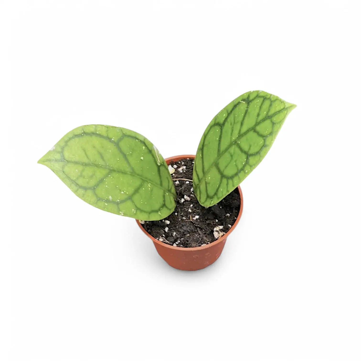 Hoya callistophylla 'Vena' (aka sp. Sekadau Borneo) Zimmerpflanze im Anzuchttopf vor weißem Hintergrund, Produktfoto 7.