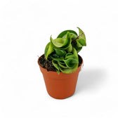 Hoya carnosa 'Compacta' – Zimmerpflanze im Kulturtopf auf weißem Hintergrund, Produktfoto 2.