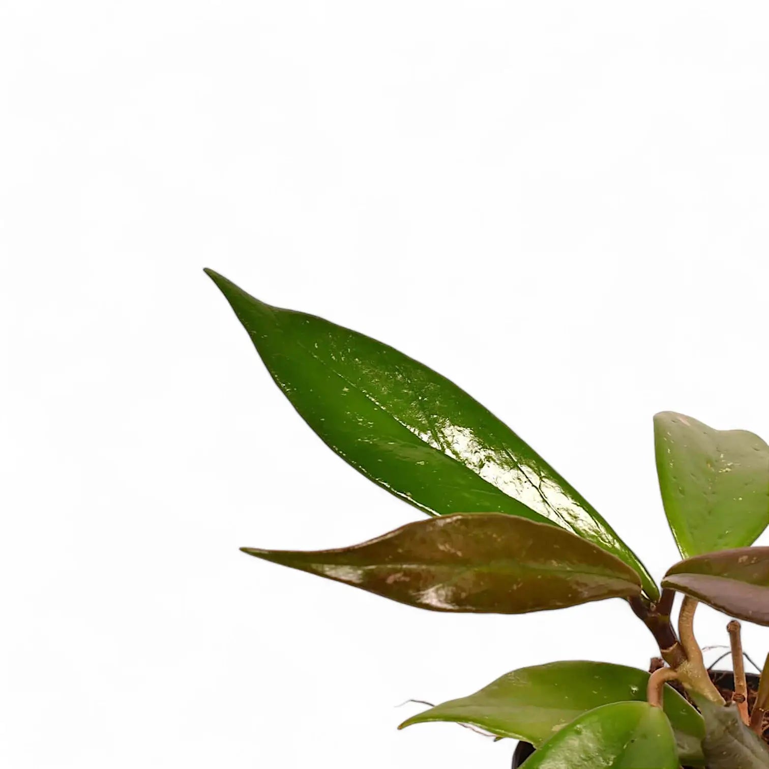 Hoya carnosa 'Dark red' leaf detail on white background.