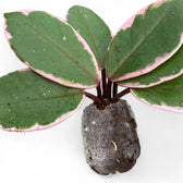 Hoya carnosa 'Flamingo Dream' – Topfpflanze im Kulturtopf vor weißem Hintergrund, Produktfoto 5.