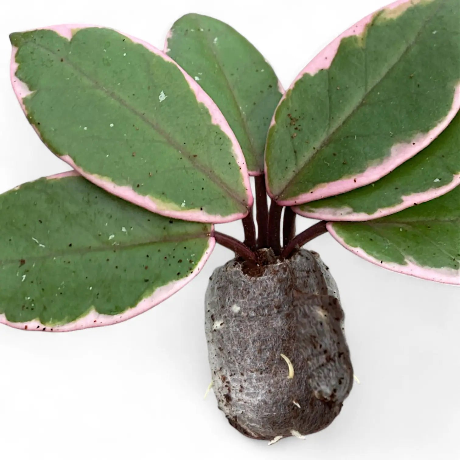 Hoya carnosa 'Flamingo Dream' – Topfpflanze im Kulturtopf vor weißem Hintergrund, Produktfoto 5.