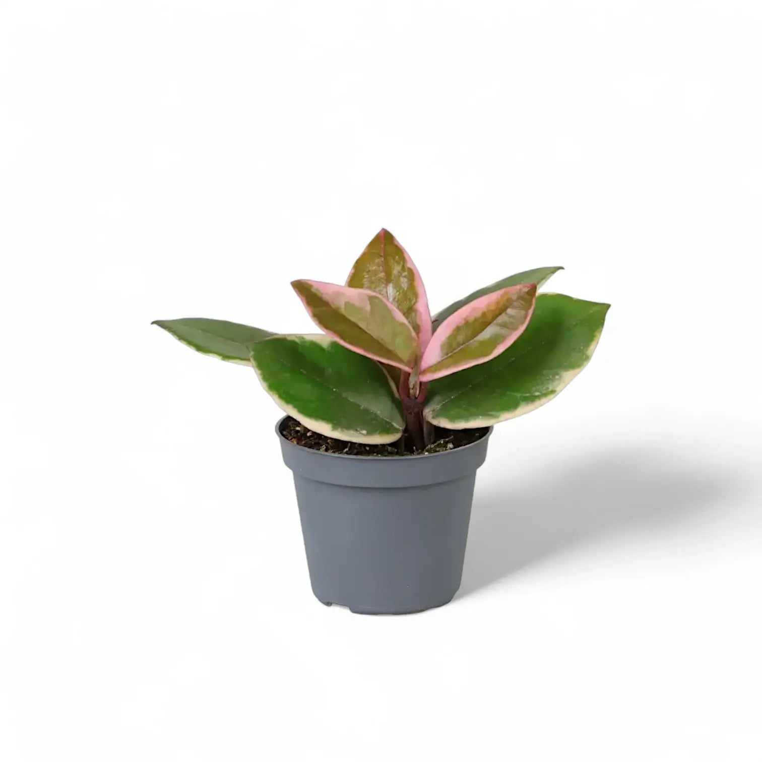 Hoya carnosa 'Flamingo Dream' – Topfpflanze im Kulturtopf vor weißem Hintergrund, Produktfoto 6.