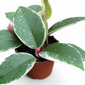Hoya carnosa 'Krimson Queen Splash' potted plant in nursery pot on white background.