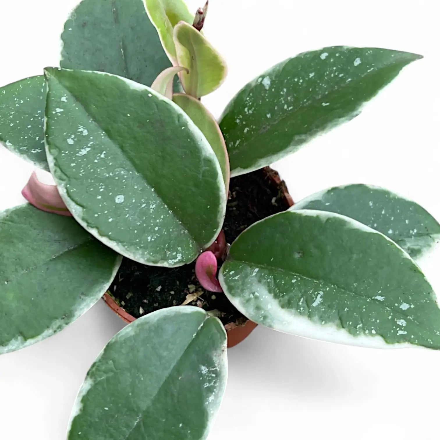 Hoya carnosa 'Krimson Queen Splash' – Splash Variegated Carnosa