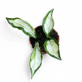 Hoya carnosa ‘Krinkle Tricolor’ Zimmerpflanze im Anzuchttopf vor weißem Hintergrund, Produktfoto 2.
