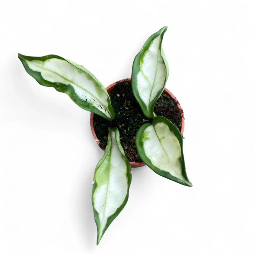 Hoya carnosa ‘Krinkle Tricolor’ potted plant in nursery pot on white background.