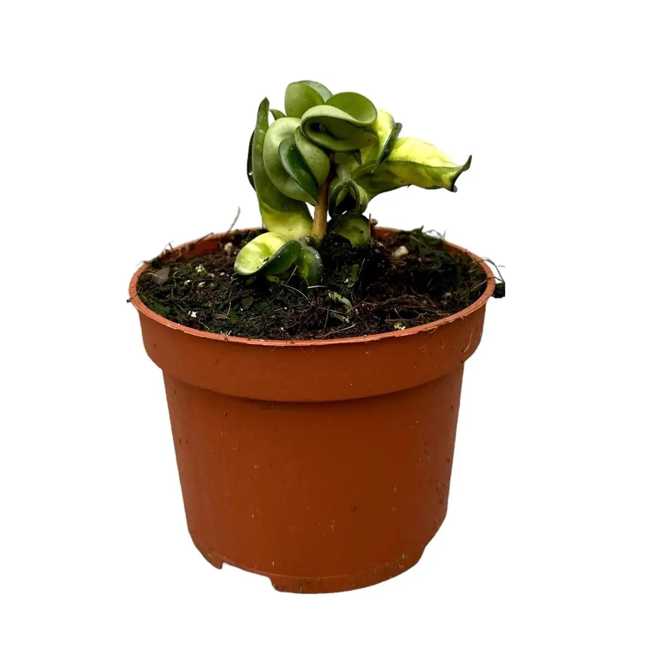 Hoya carnosa ‘Mauna Loa’ ('Lura Lei', 'Exotica') potted plant in nursery pot on white background.