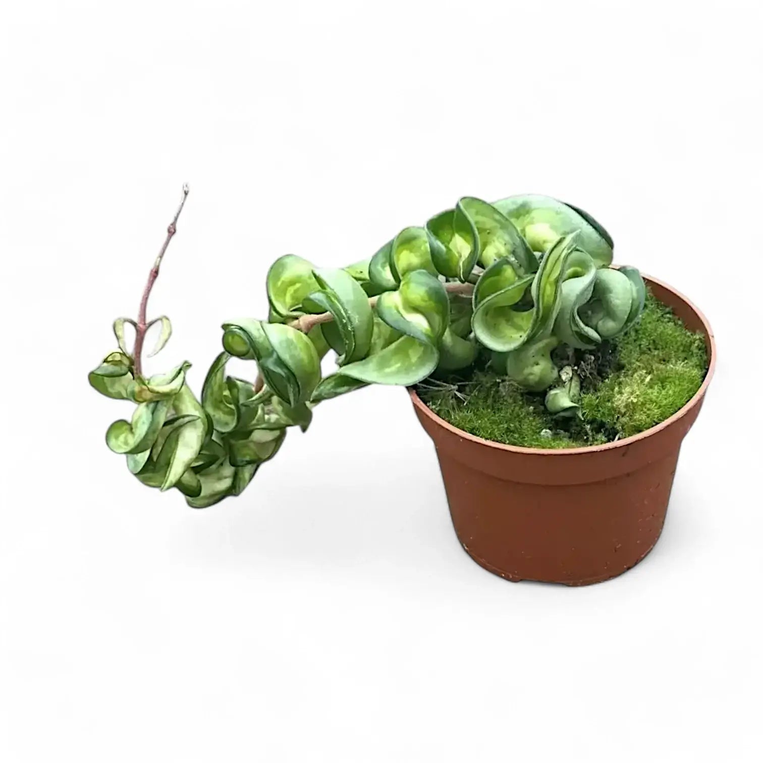 Hoya carnosa ‘Mauna Loa’ ('Lura Lei', 'Exotica') potted plant in nursery pot on white background.