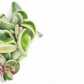 Hoya carnosa 'Regalis' ('Compacta' Variegata) – Blattdetail vor weißem Hintergrund..