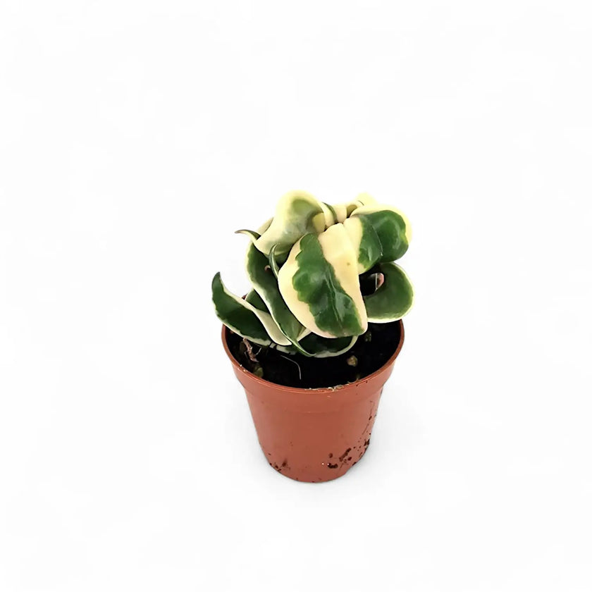 Hoya carnosa 'Regalis' ('Compacta' Variegata) potted plant in nursery pot on white background.