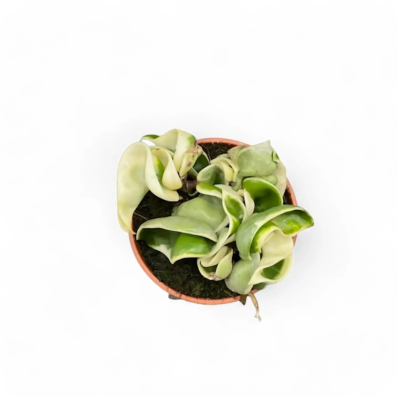 Hoya carnosa 'Regalis' ('Compacta' Variegata) Zimmerpflanze im Anzuchttopf vor weißem Hintergrund, Produktfoto 7.