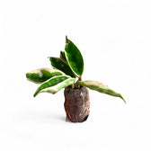 Hoya carnosa ‘Suzie Q’ Zimmerpflanze im Anzuchttopf vor weißem Hintergrund, Produktfoto 3.