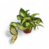 Hoya carnosa 'Tricolor' potted plant in nursery pot on white background.