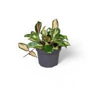 Hoya carnosa 'Tricolor' – Topfpflanze im Kulturtopf vor weißem Hintergrund, Produktfoto 9.