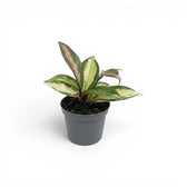 Hoya carnosa 'Tricolor' baby plant in a nursery pot.