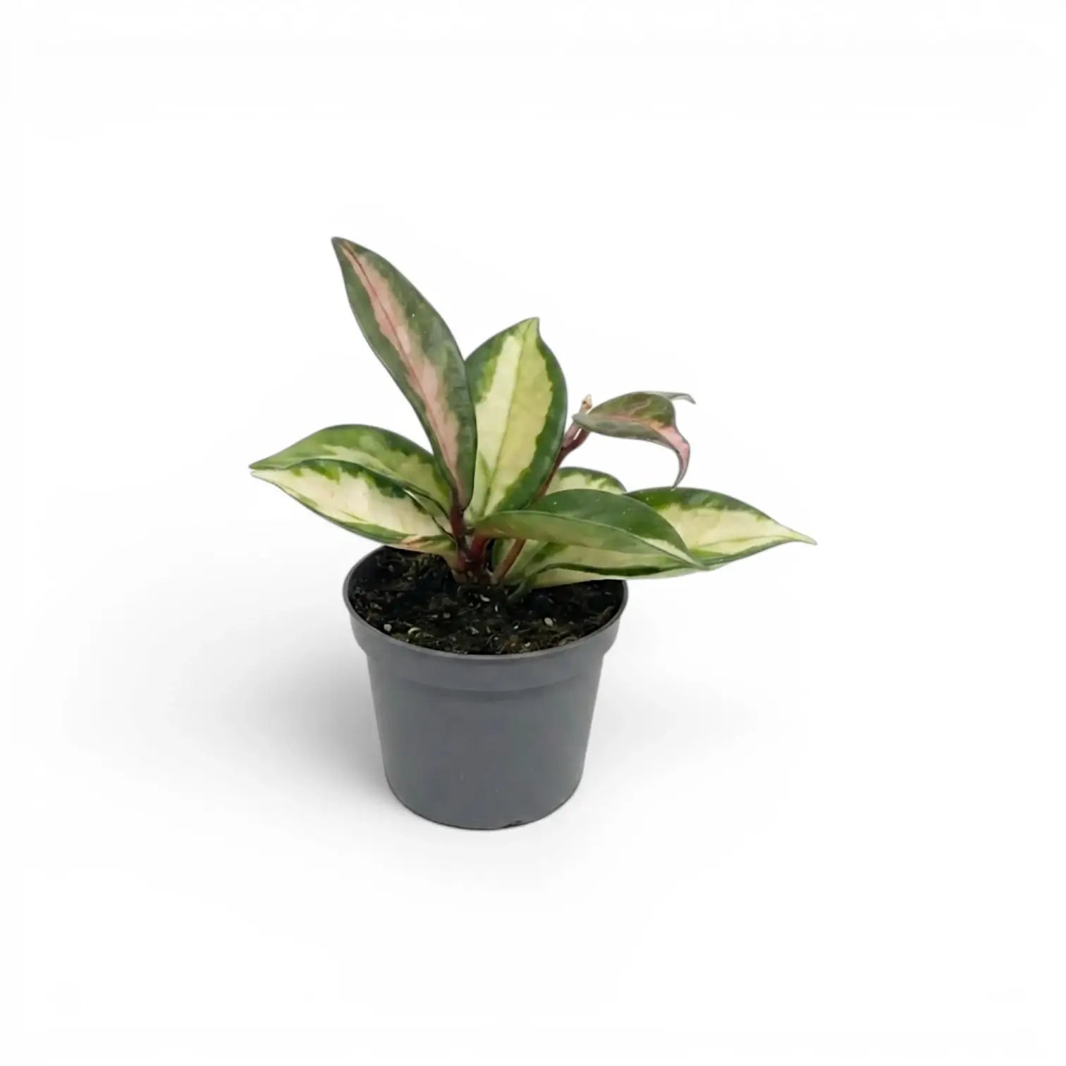 Hoya carnosa 'Tricolor' baby plant in a nursery pot.