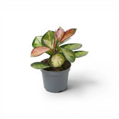 Hoya carnosa 'Tricolor' baby plant in a nursery pot.
