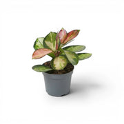 Hoya carnosa 'Tricolor' baby plant in a nursery pot.