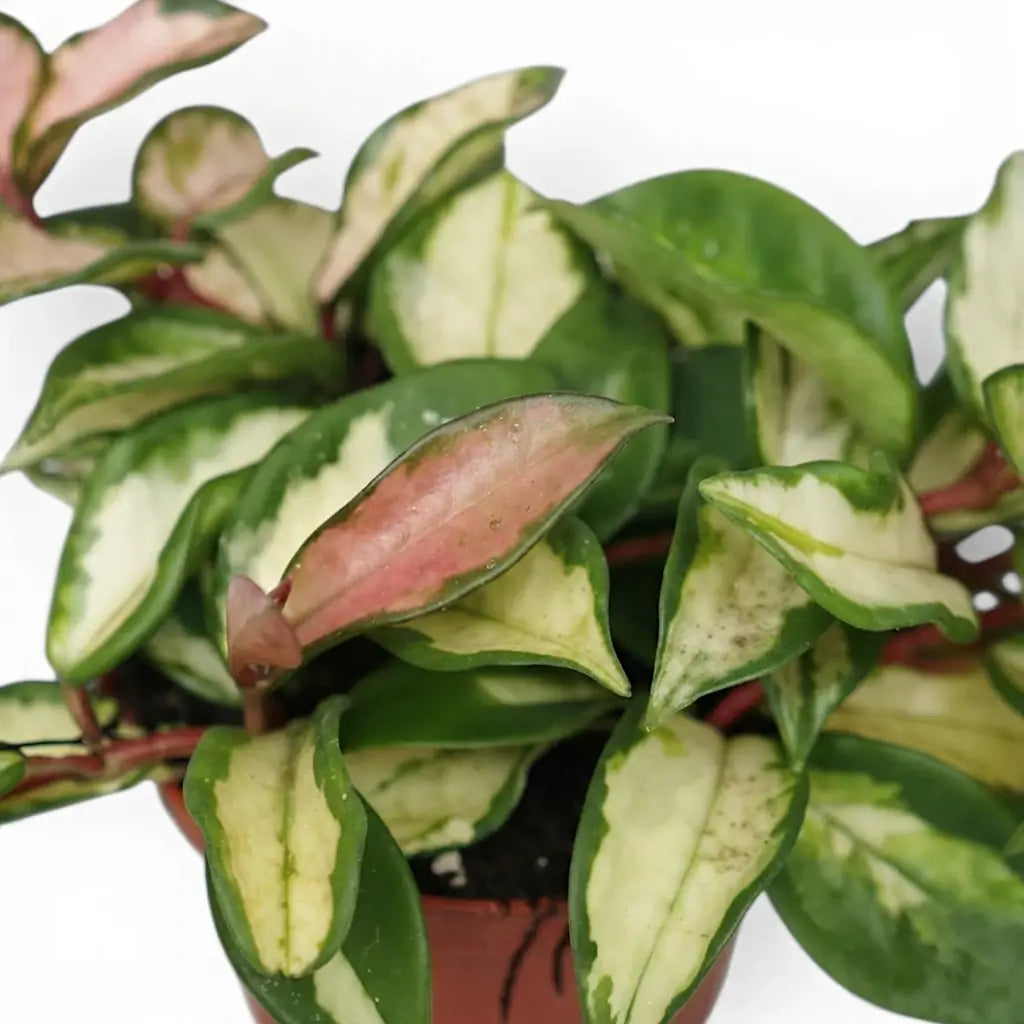 Close-up of Hoya carnosa 'Tricolor' leaves.