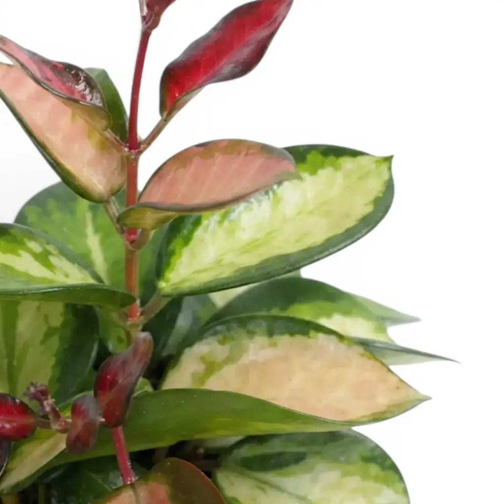 Close-up of Hoya carnosa 'Tricolor' leaves.