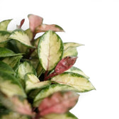 Close-up of Hoya carnosa 'Tricolor' leaves.