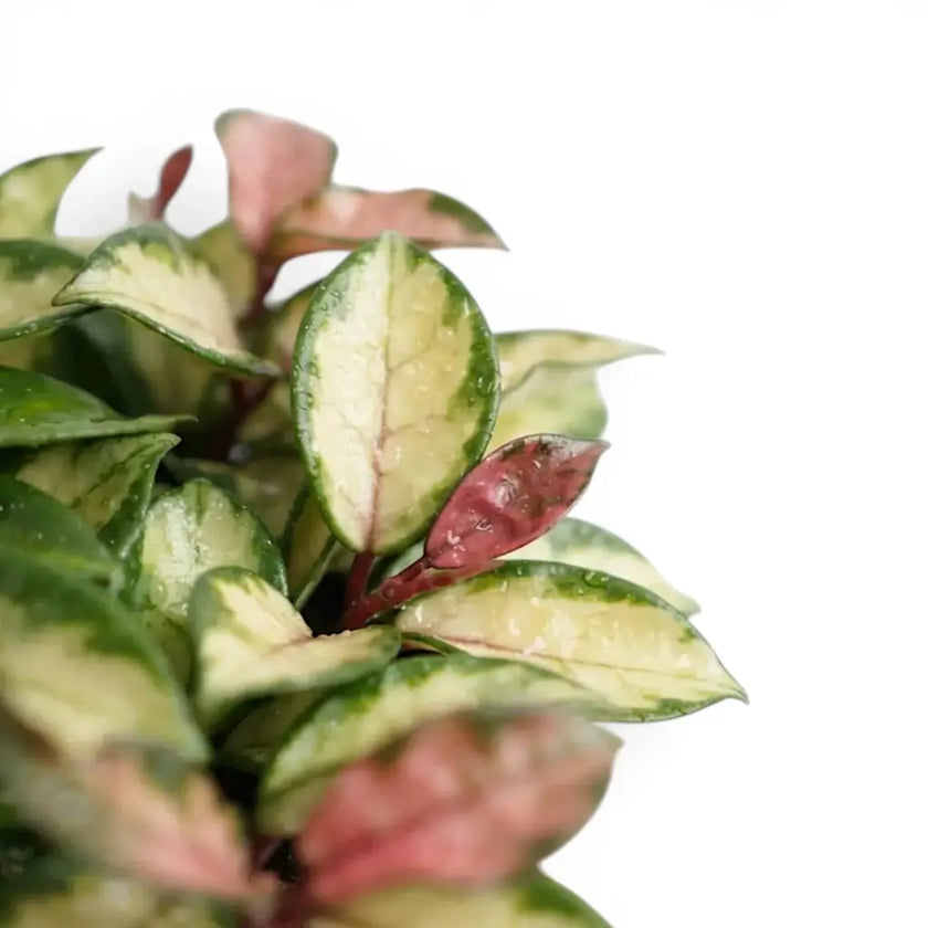 Close-up of Hoya carnosa 'Tricolor' leaves.
