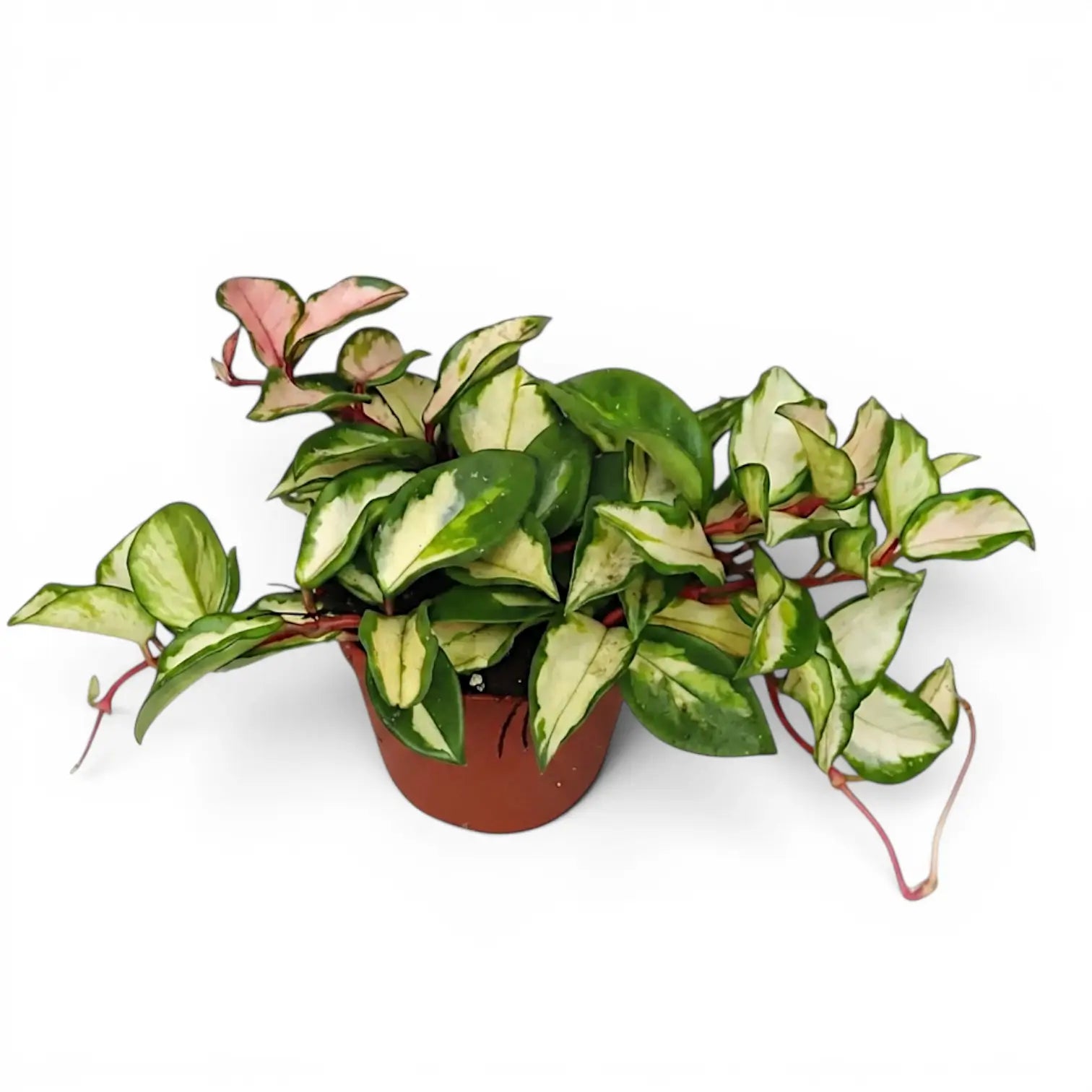 Hoya carnosa 'Tricolor' medium plant in a nursery pot.
