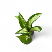 Hoya carnosa 'Tricolor Narrow Leaf' potted plant in nursery pot on white background.