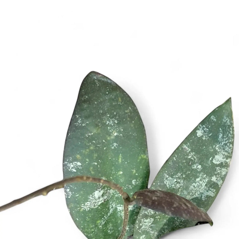 Hoya caudata 'Sumatra' aka 'Silver Stains' – Blattdetail vor weißem Hintergrund..