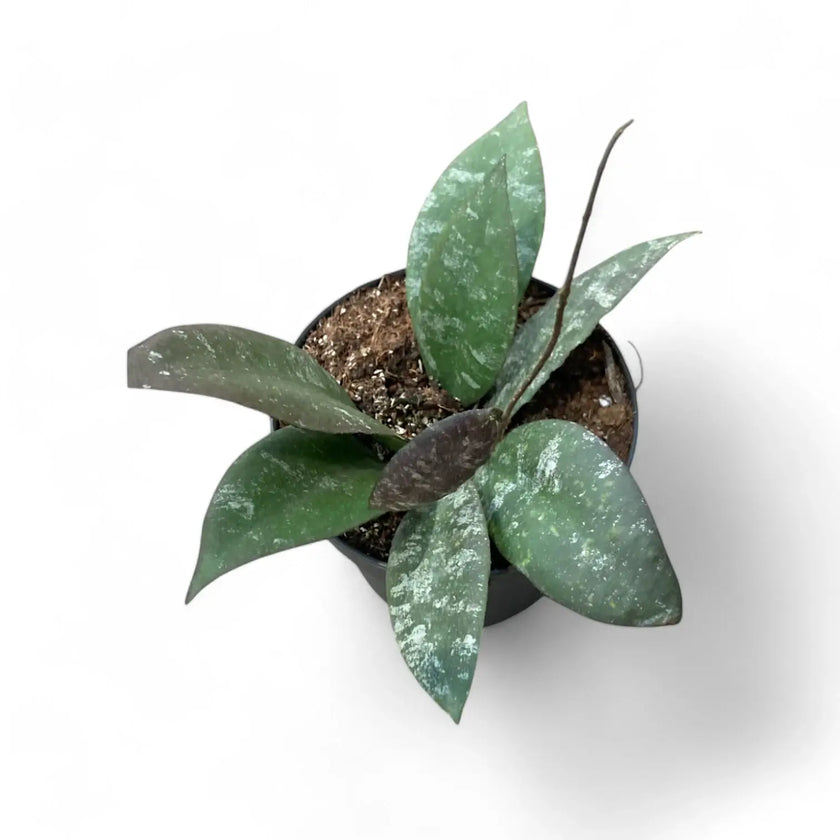 Hoya caudata 'Sumatra' aka 'Silver Stains' potted plant in nursery pot on white background.