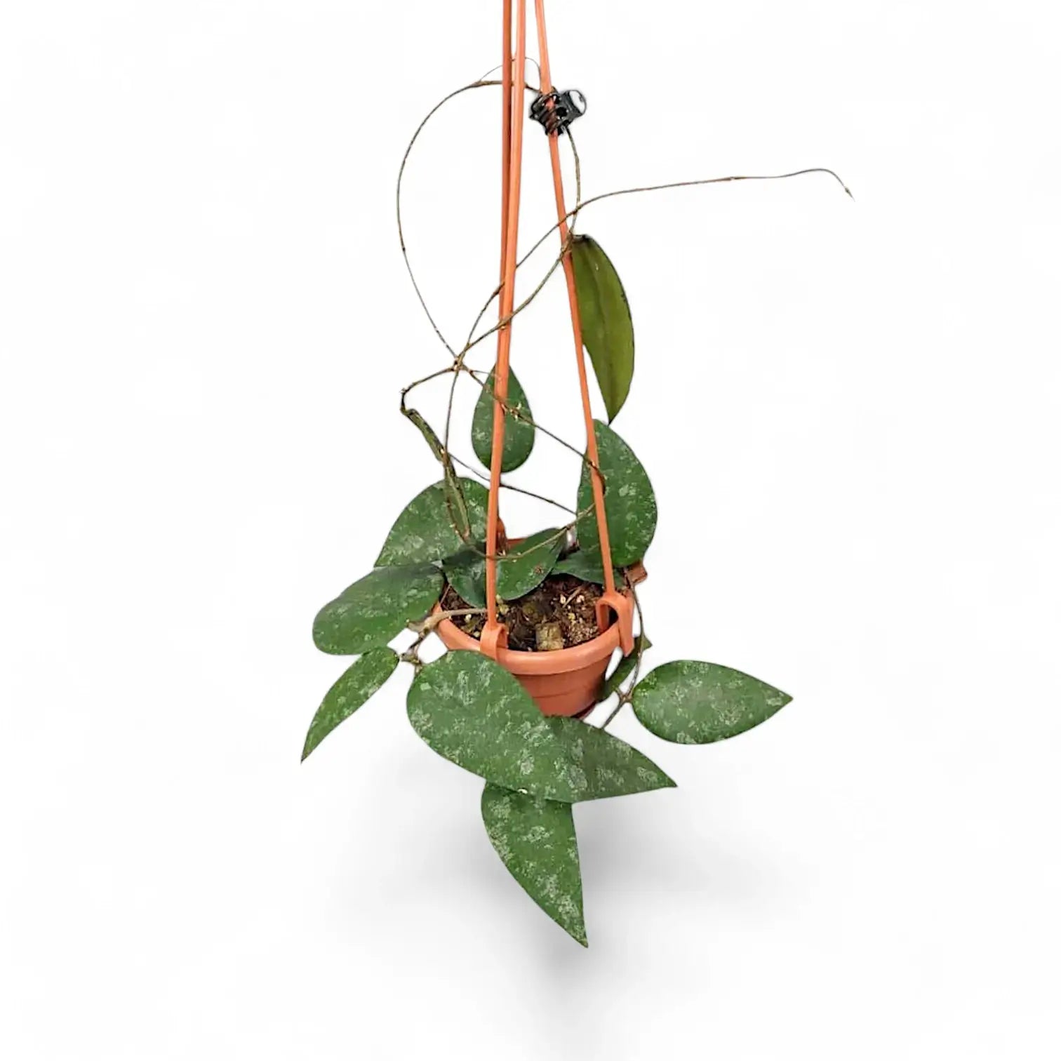 Hoya caudata 'Sumatra' aka 'Silver Stains' potted plant in nursery pot on white background.