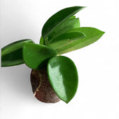 Hoya 'Chouke' potted plant in nursery pot on white background.