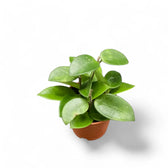 Hoya 'Chouke' potted plant in nursery pot on white background.