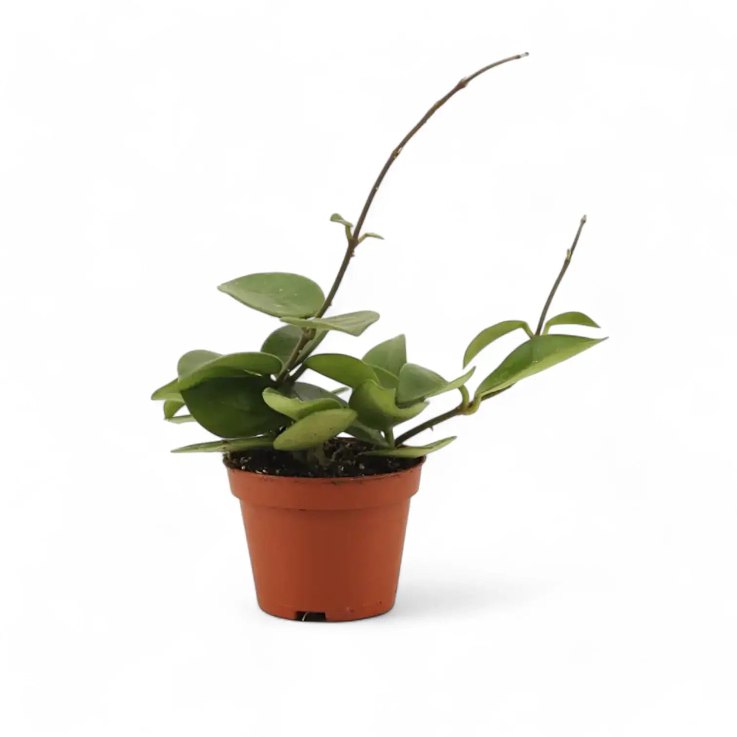 Hoya 'Chouke' potted plant in nursery pot on white background.