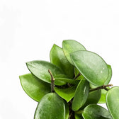 Hoya 'Chouke' potted plant in nursery pot on white background.