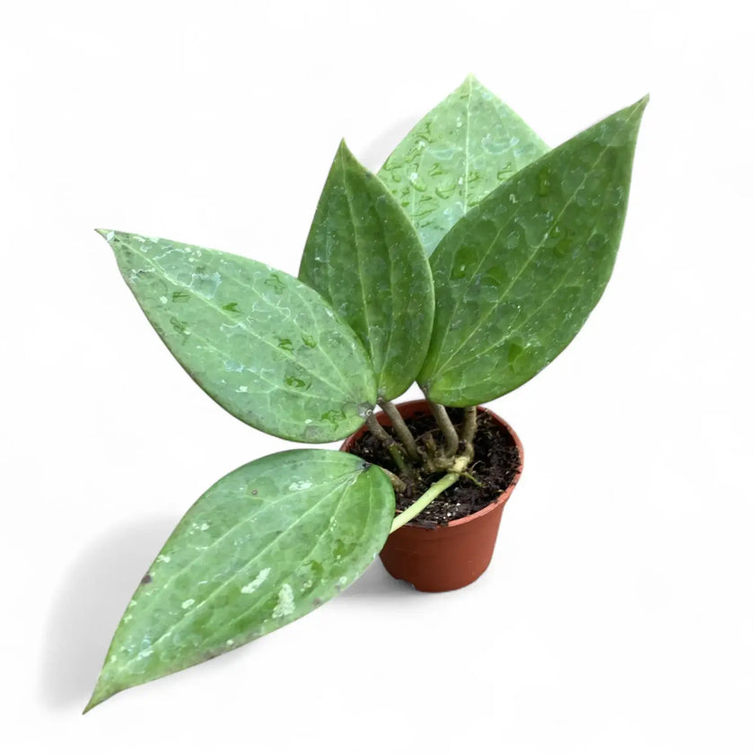 Hoya cinnamomifolia potted plant in nursery pot on white background.