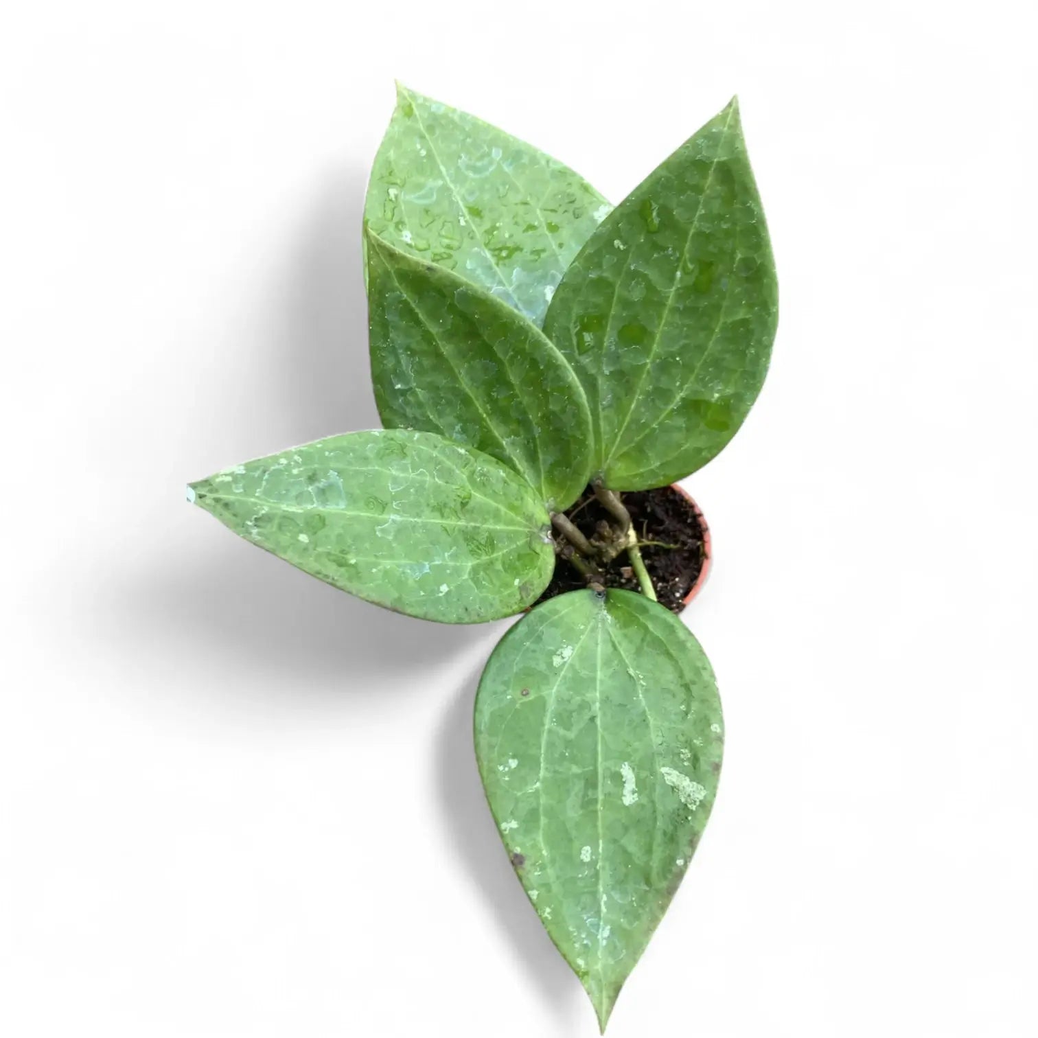 Hoya cinnamomifolia potted plant in nursery pot on white background.
