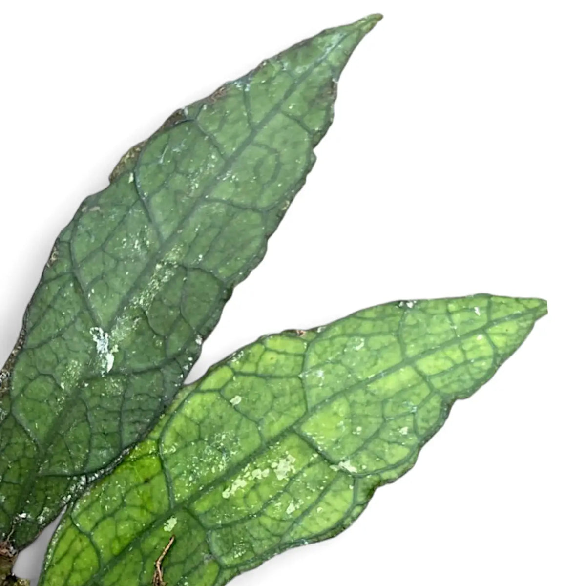 Hoya clemensiorum – Large-Leaf Vein Show Hoya