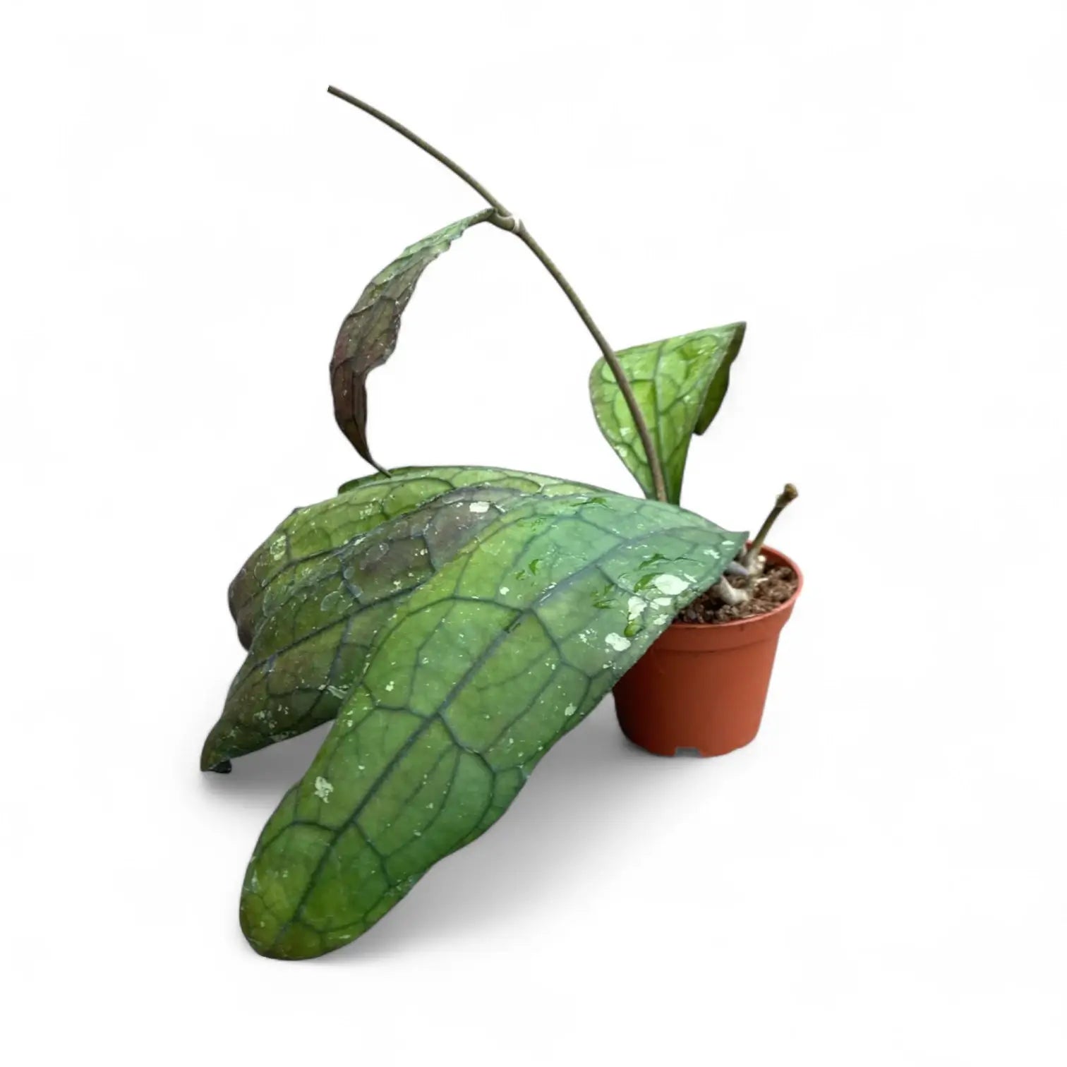 Hoya clemensiorum (Sumatra) potted plant in nursery pot on white background.